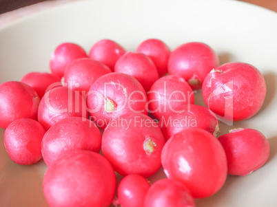 Radish vegetable