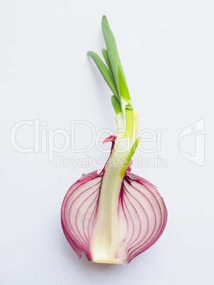 Red onions vegetable sliced