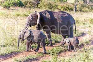 elephant family walking in the savanna