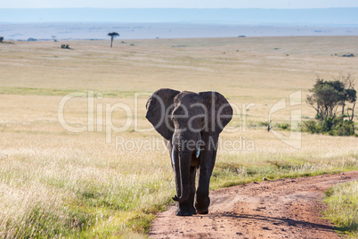 elephant walking in the savanna
