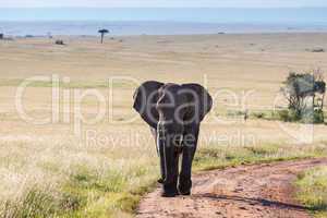 elephant walking in the savanna