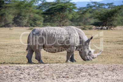 Safari - rhino