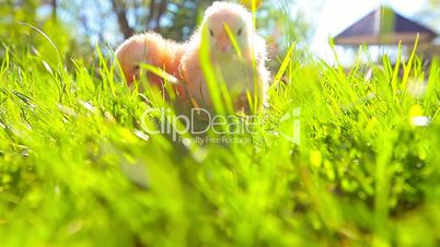 small chickens in a green grass