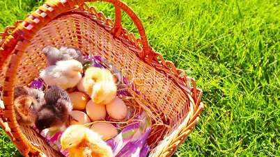 small chickens in a green grass in a basket
