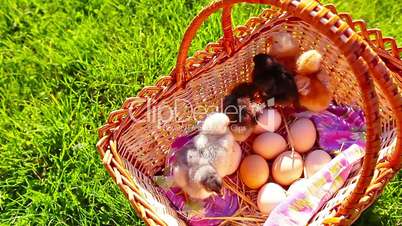 small chickens in a green grass in a basket