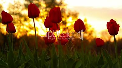 Flowers tulips on the background of a sunset