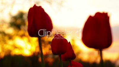 Flowers tulips on the background of a sunset