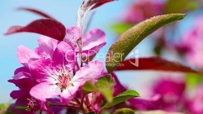 flowers apple blossom. close-up.