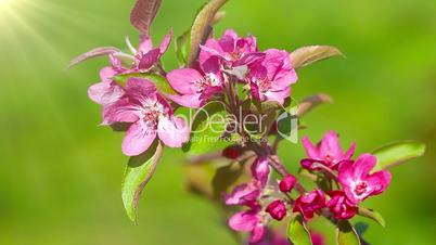 flowers apple blossom. close-up.