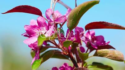 flowers apple blossom. close-up.