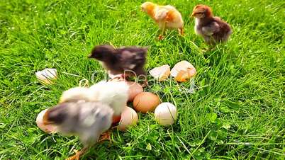 small chickens in a green grass