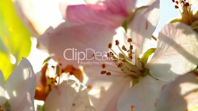 flowers apple blossom. close-up.