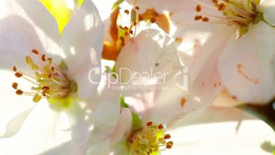 flowers apple blossom. close-up.