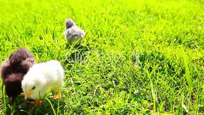 small chickens in a green grass