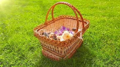 small chickens in a green grass in a basket