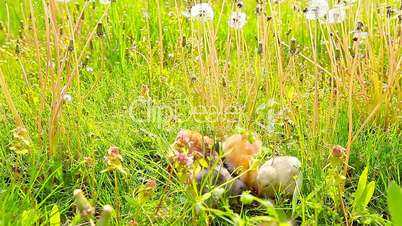 small chickens in a green grass