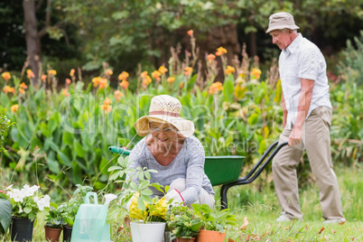 Happy grandmother and grandfather gardening