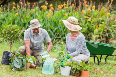 Happy grandmother and grandfather gardening