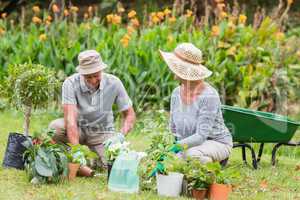 Happy grandmother and grandfather gardening