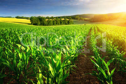 Maisfeld im Sonnenschein