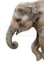 Fröhlicher Elefant im Profil