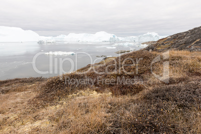 Arctic landscape in Greenland with icebergs