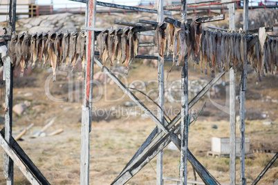 Greenland halibut drying on a wooden rack