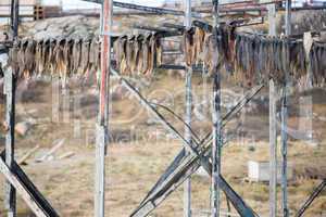 Greenland halibut drying on a wooden rack