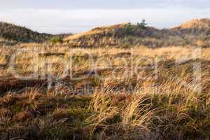 Dune landscape in Skagen, Denmark