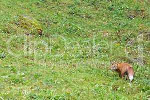 Red fox, Vulpes vulpes