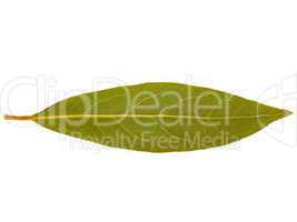 Retro look Laurel Bay tree leaf isolated