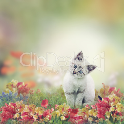 White Kitten in Flowers