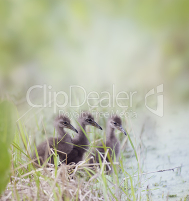 Limpkin Chicks