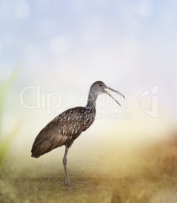 Limpkin Bird