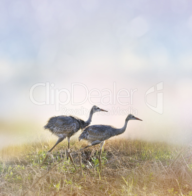 Sandhill Crane Chicks