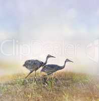 Sandhill Crane Chicks