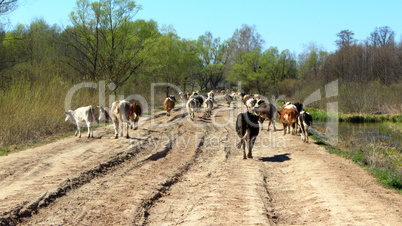 cows coming back from pasture