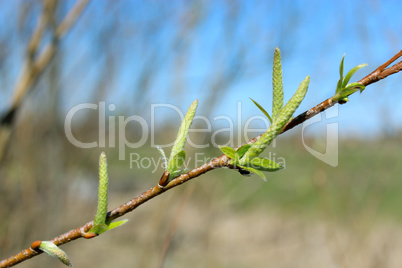 Young sprouts of a willow in the spring