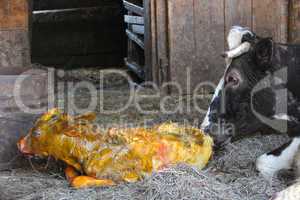cow licking clean its just newborn calf