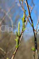 Young sprouts of a willow in the spring