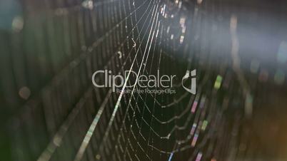 Closeup of a spiders web