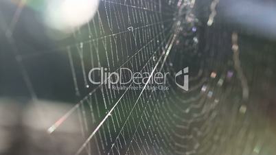 Closeup of a spiders web
