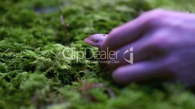 Collecting mushrooms in the forest