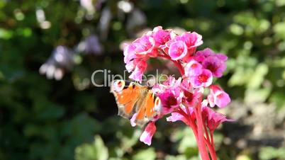 Butterfly on a pink flower in spring