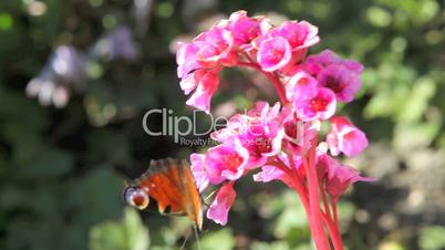 Butterfly on a pink flower in spring
