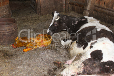 cow licking clean its just newborn calf