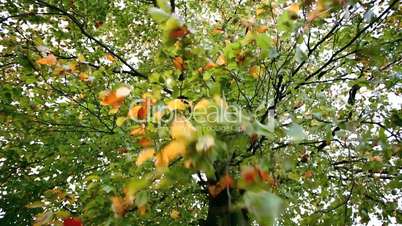 Colorful autumn leaves with strong wind