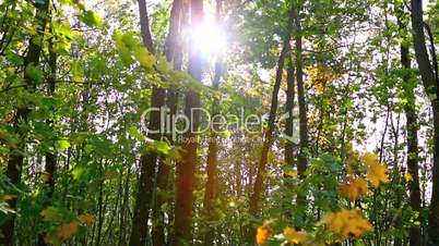 Sun looks through autumnal forest in slow motion