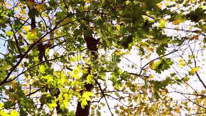 Colorful green autumn leaves in the wind