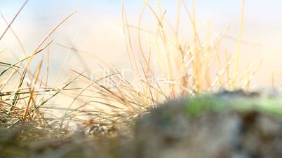 Closeup of grasses in the wind, part 1